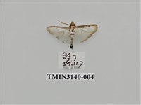 藏品(螟蛾285)的圖片